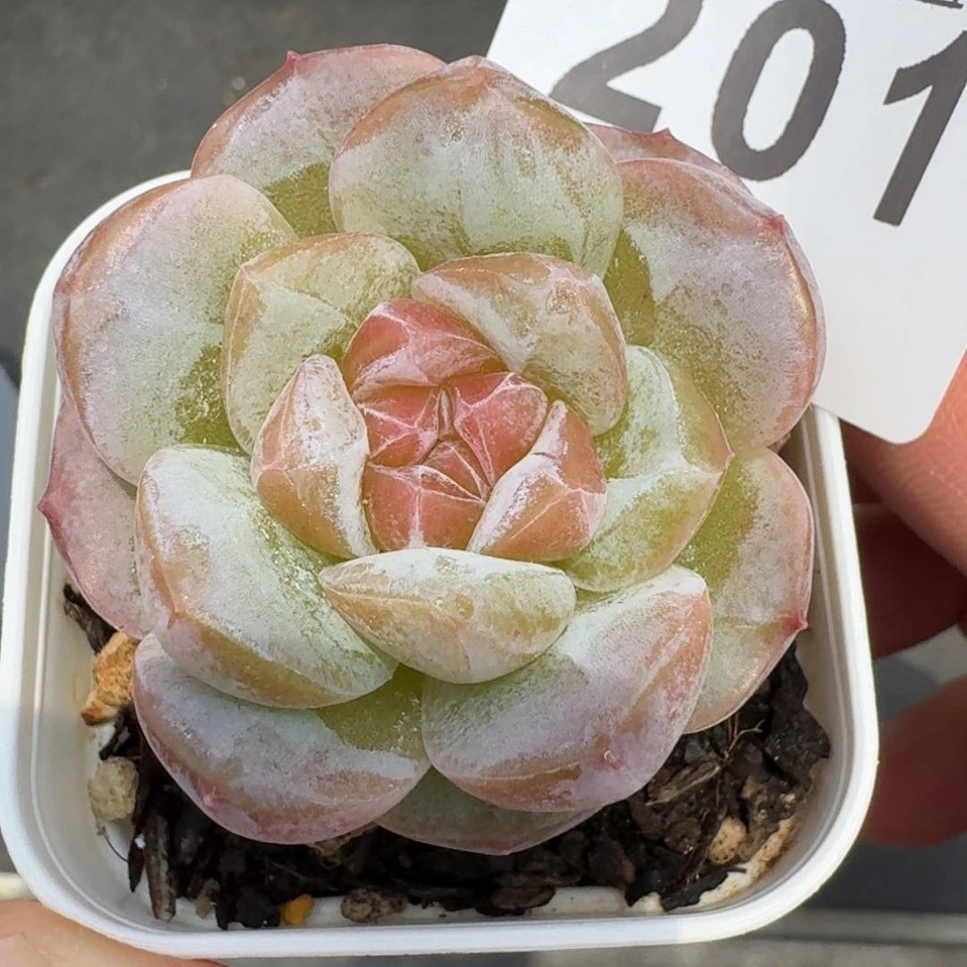 开播福利珍妮         多肉植物