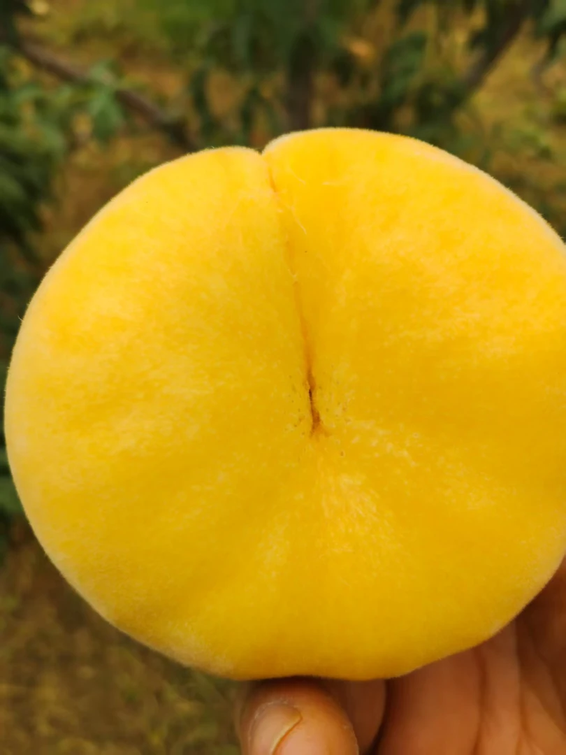 蒙阴蜜桃黄毛蟠脆甜多汁 现摘现发