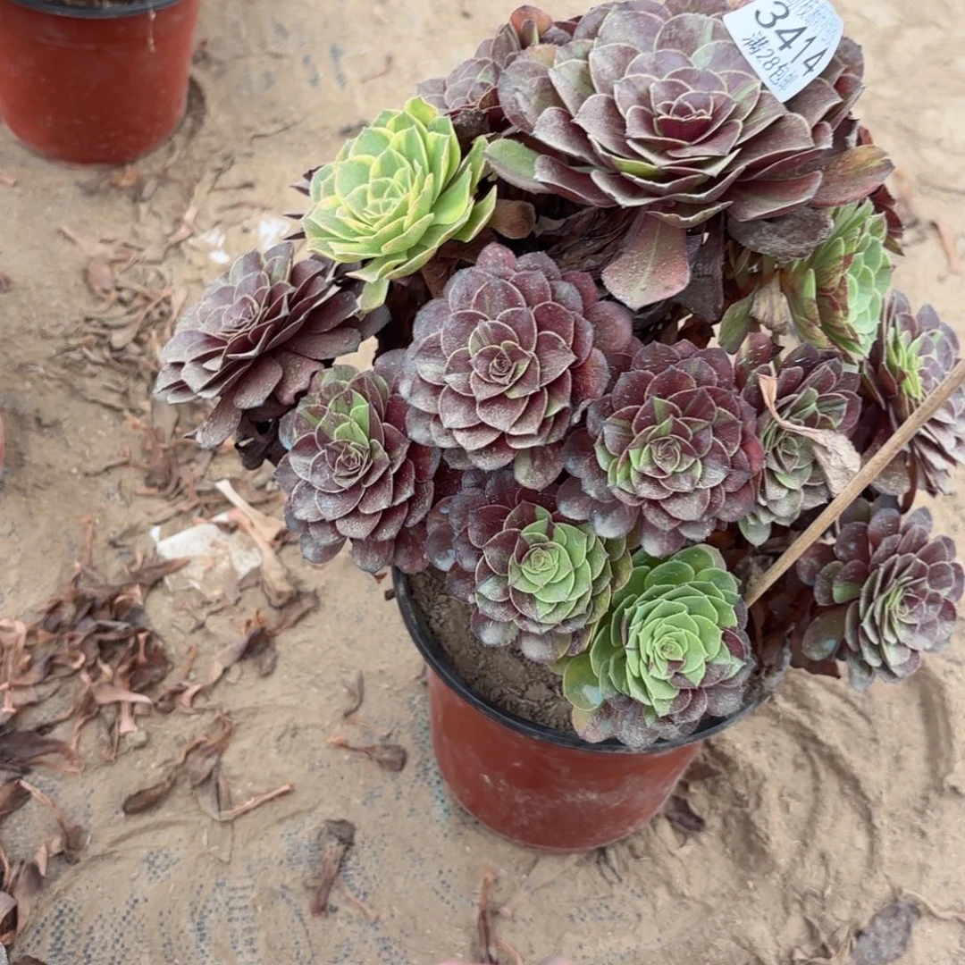 小***光P. 3414花月夜处理多肉，ba