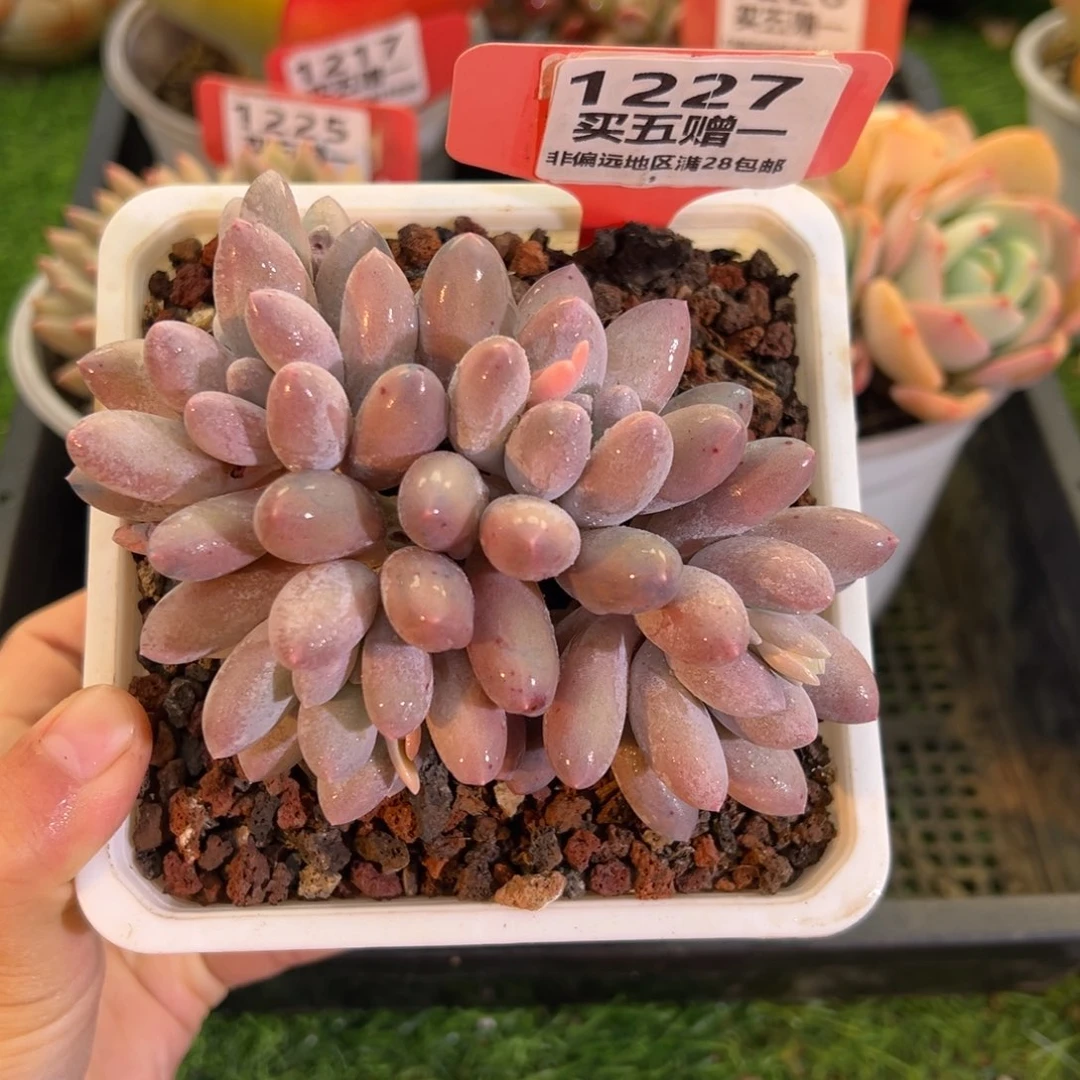 表妹精品多肉1227.