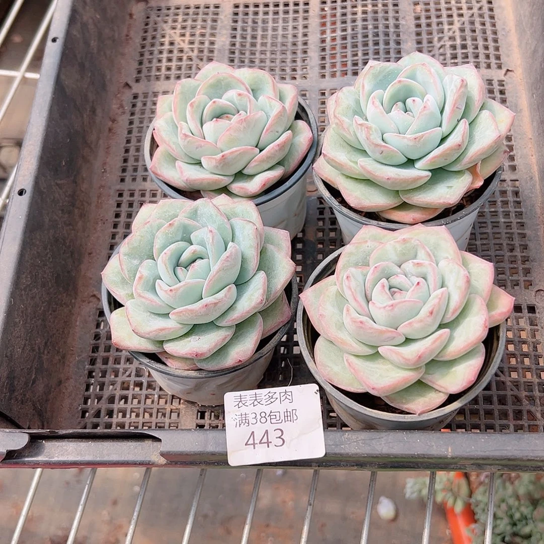 从***亮多肉一物一拍植物443