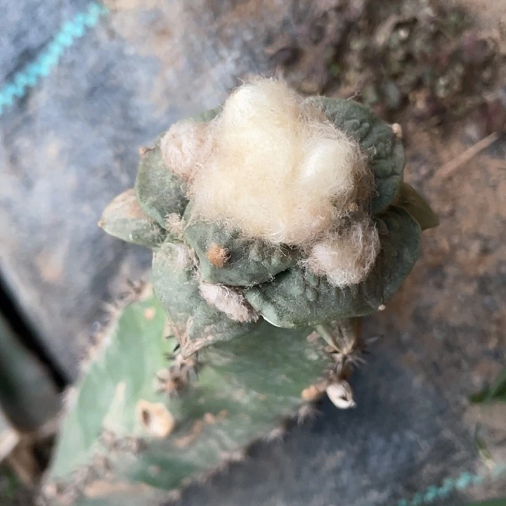 手**艺仙人球花友专拍1532