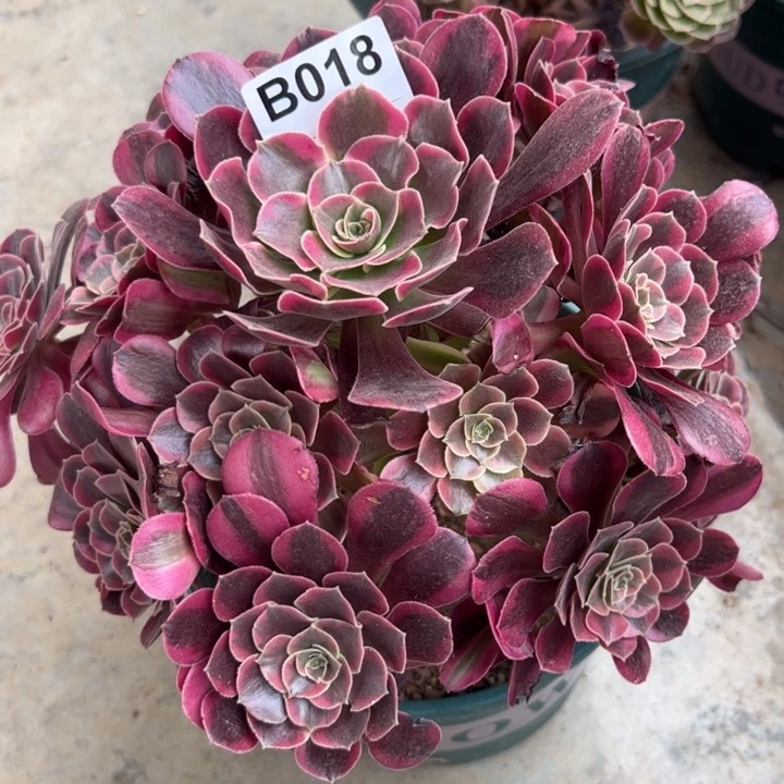 018凤冠23厘米左右半木质