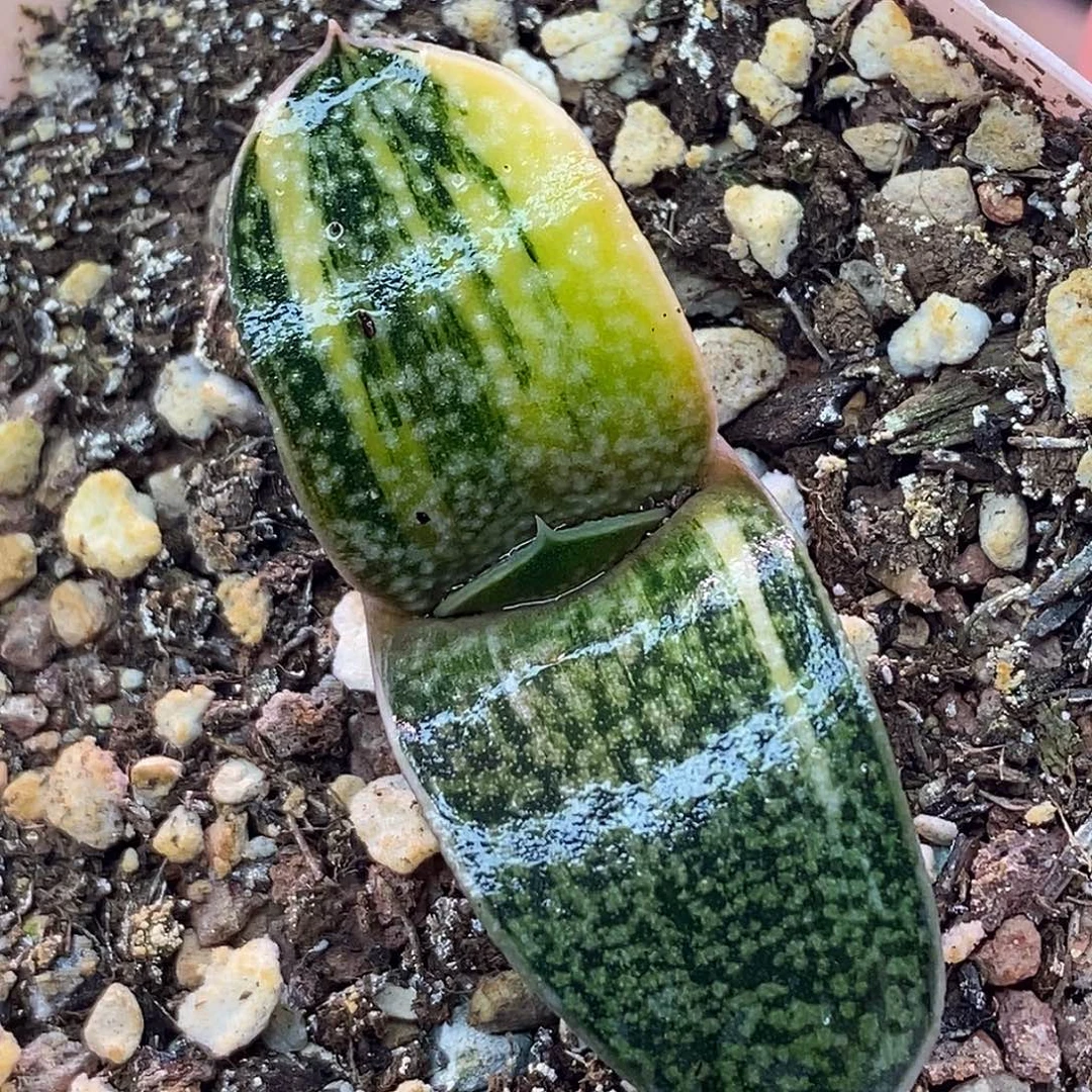 不带盆脱土裸根发货