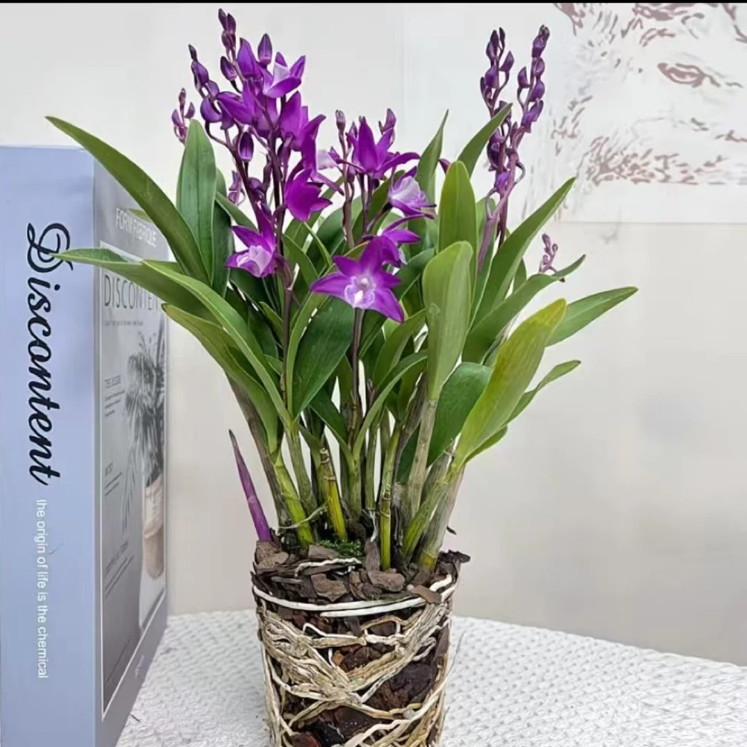 澳洲香水石斛兰带花苞水培水养浓香室内桌面绿植盆栽花卉