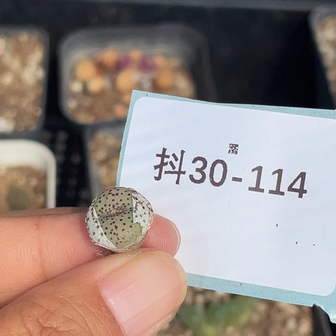 ****猩30-114肉锥多肉植物