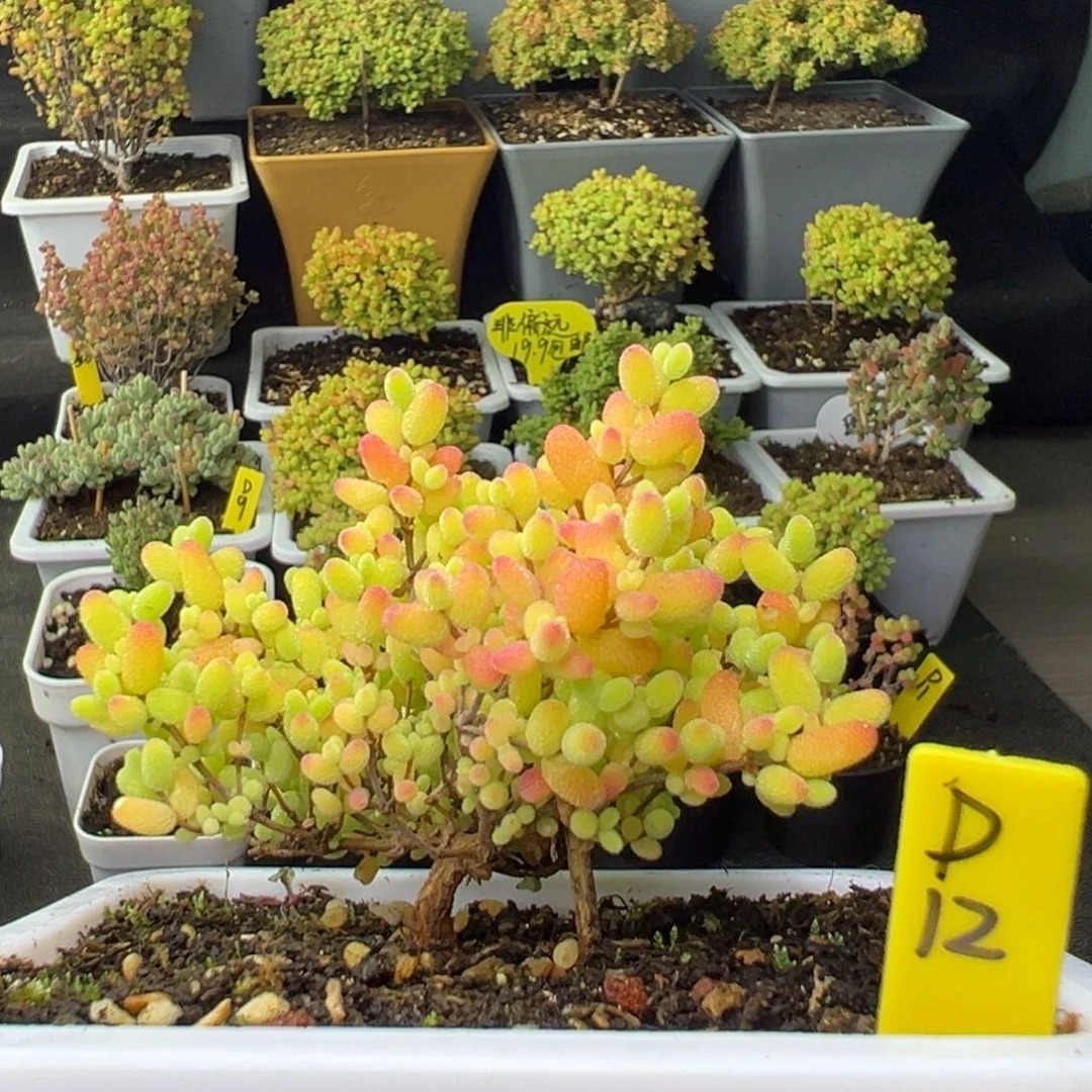 蜜橘带盆带土发货