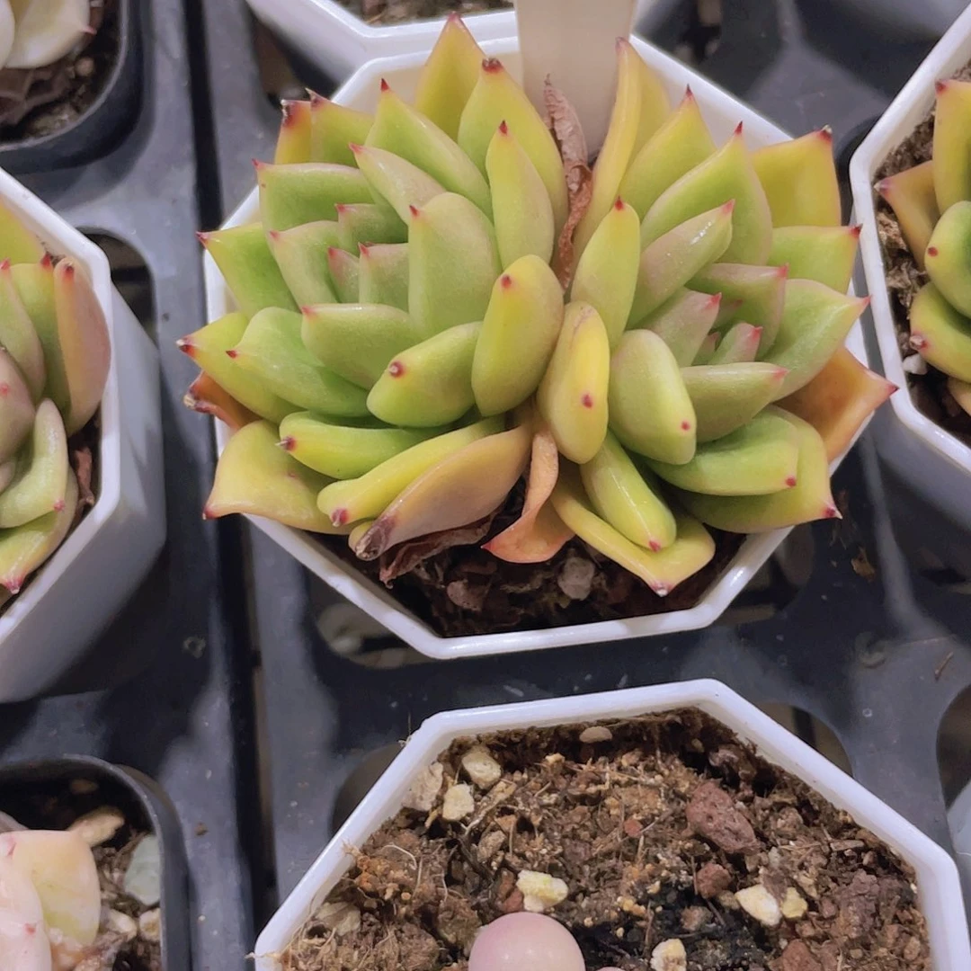 琴****肉蔷薇玫瑰w016一物一拍