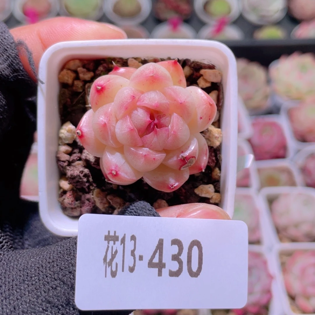 花利美13-430海王