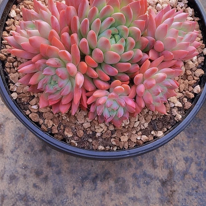 往***零冰心公主多肉多肉老桩