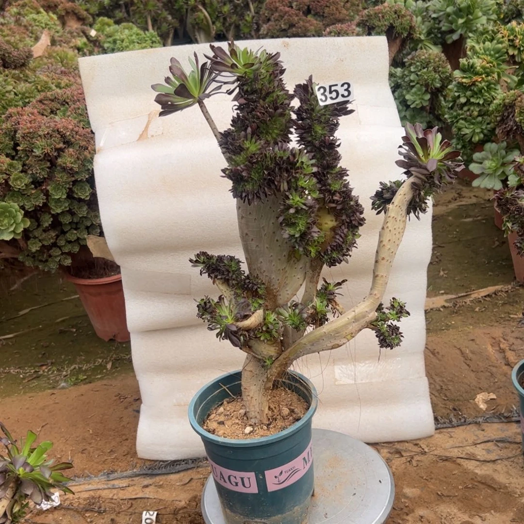 伤多黑缀353高度43厘米