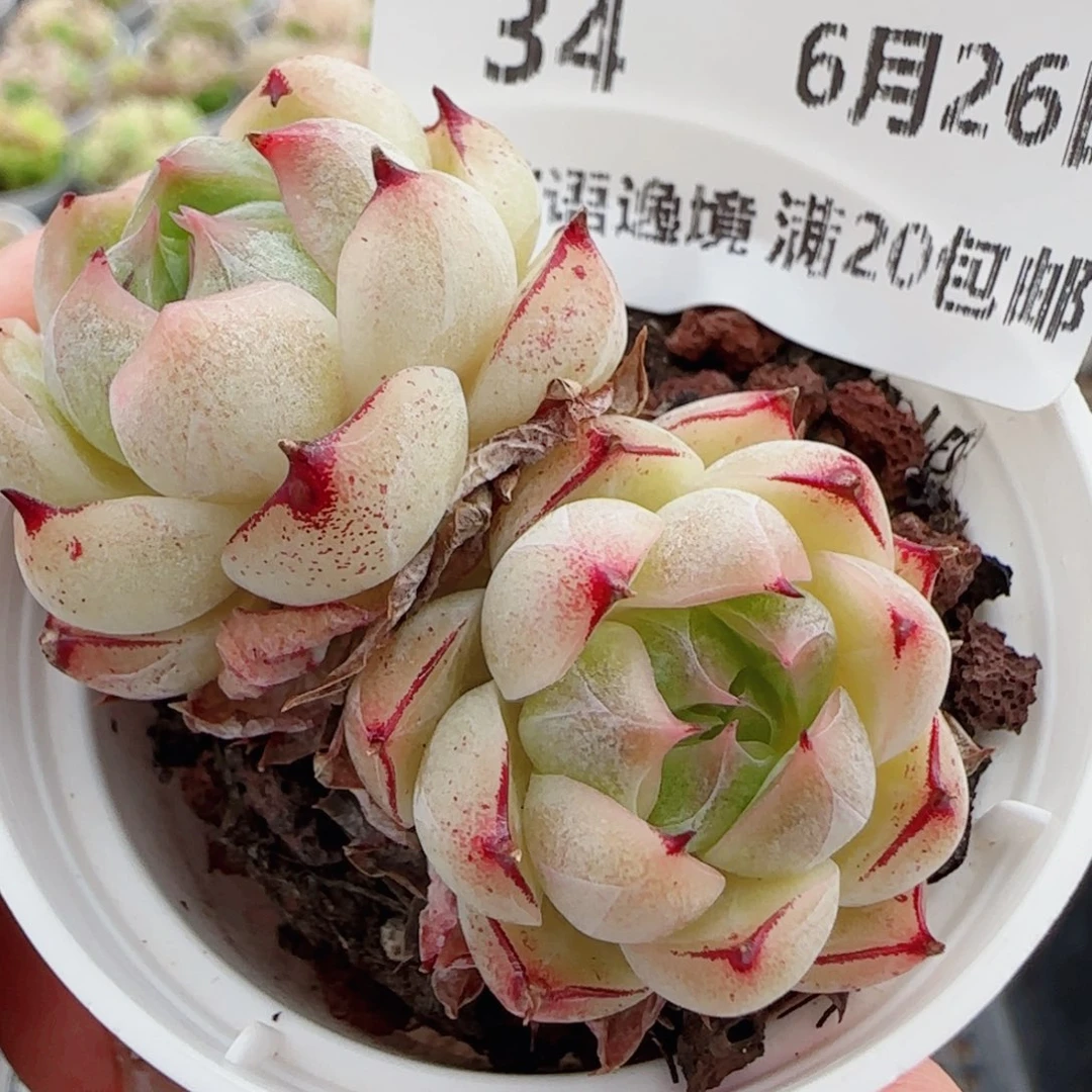 花语逸镜0626-34麦秆