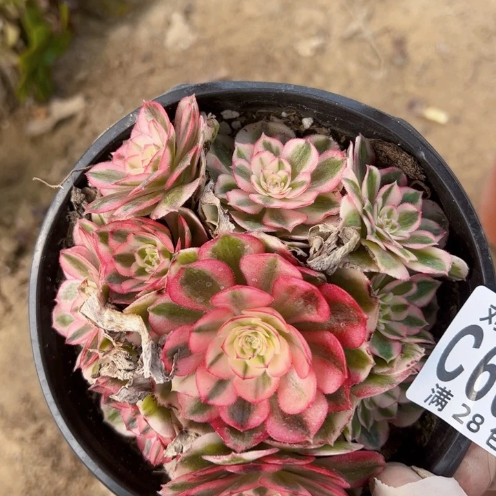 6065多肉植物法师