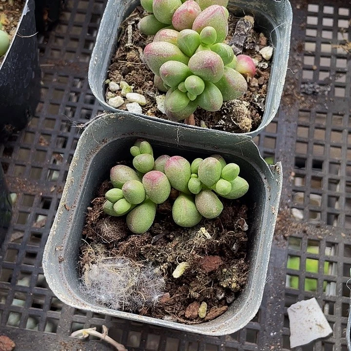 紫光2.8带盆土发
