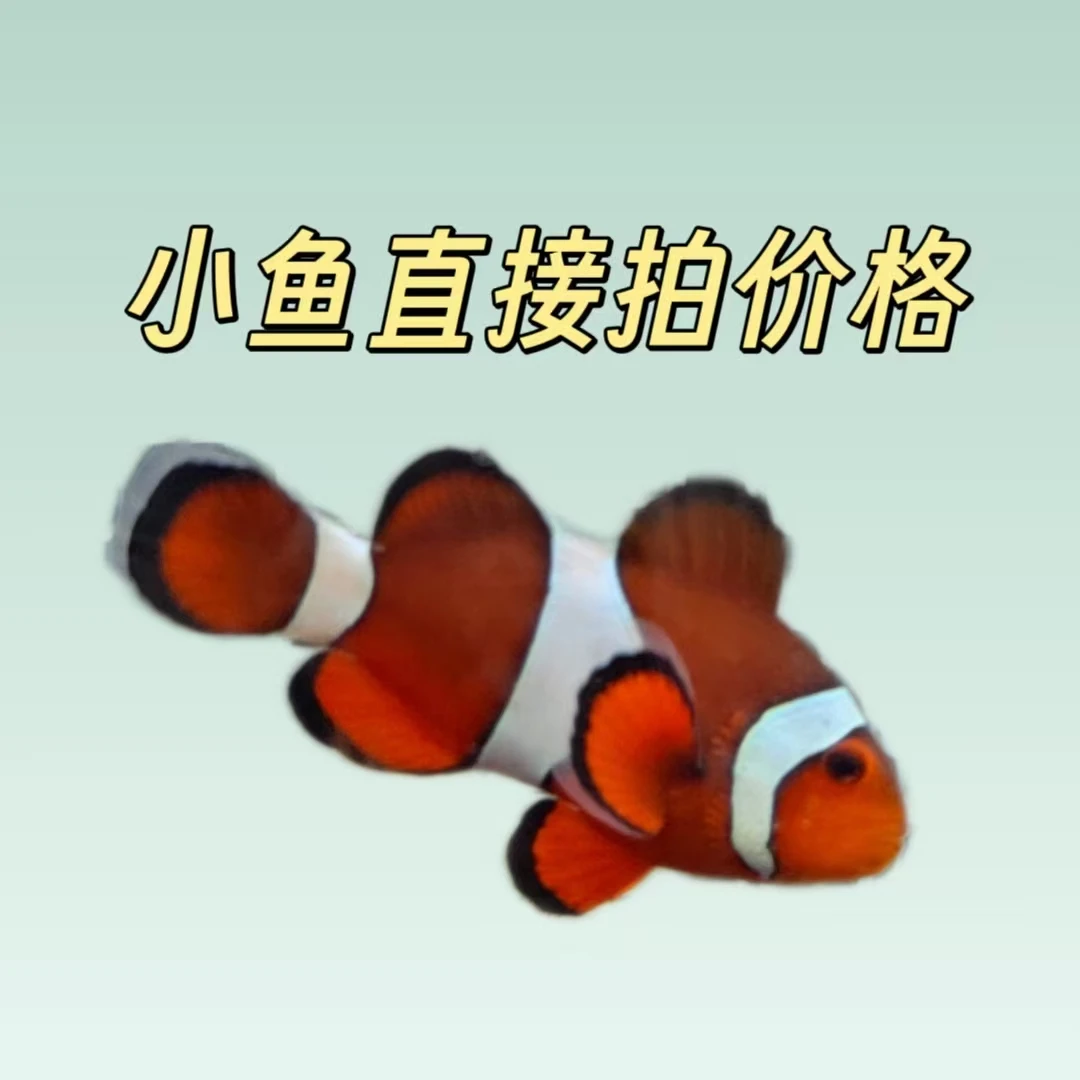 直接拍价格A 小鱼
