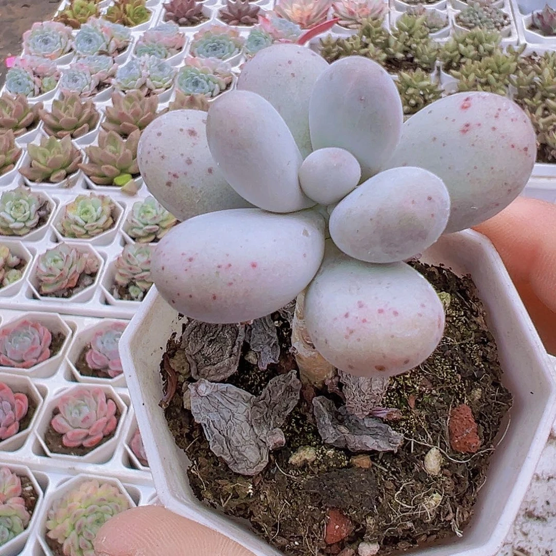 单头奶酪老桩19包邮多肉