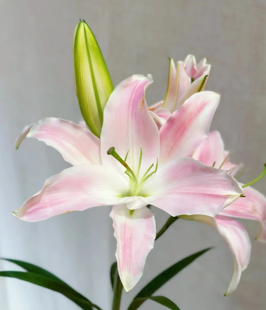 植此花家【粉色系香水百合】一单包邮 任意2单京东或顺丰