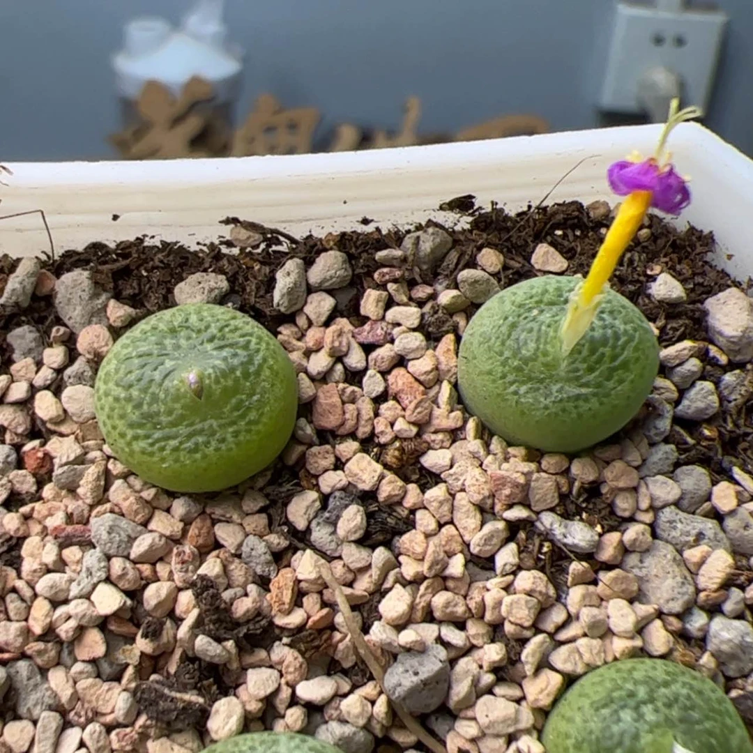 【闪购商品】0000000015河马