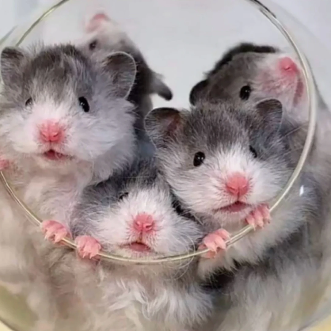 家养长毛金丝熊卷毛金丝熊稀有鸽灰宠物仓鼠