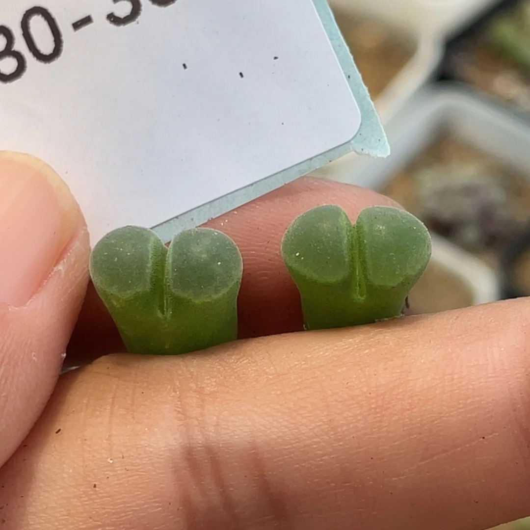 30-30小苗y400多肉植物