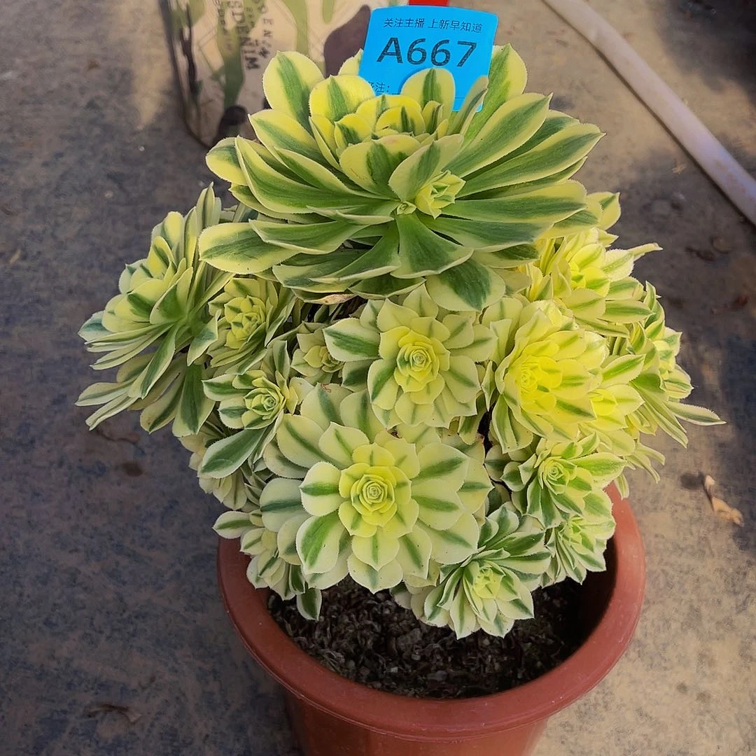 迈巴赫667拖土法师