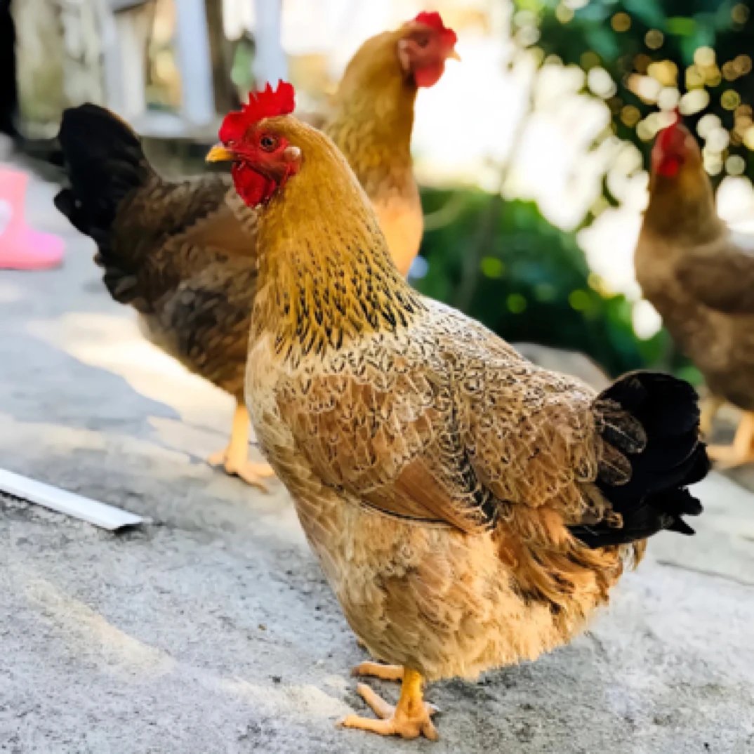 江西上饶农家散养土鸡