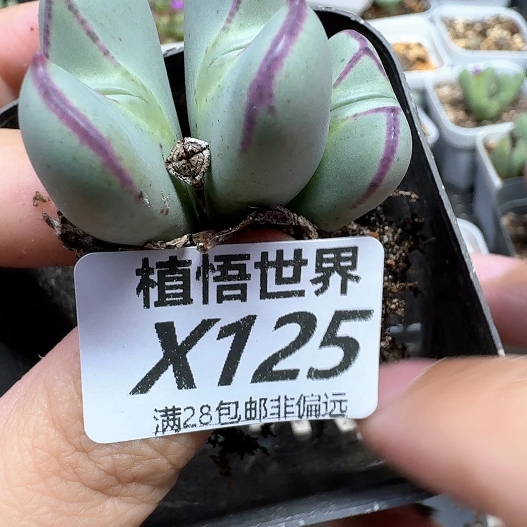 多肉植物的润泽奋斗