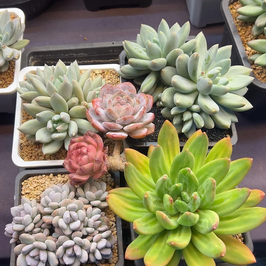 框拍多肉植物的的的
