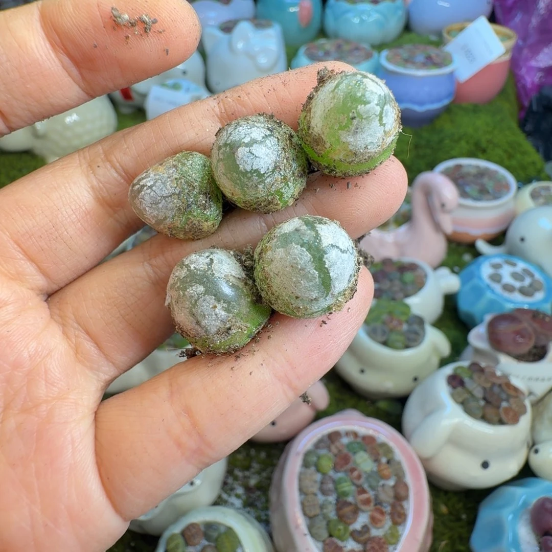 香***儿多肉植物福利冲1424