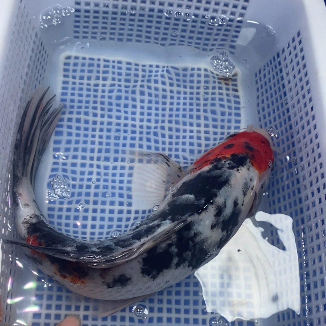 锦鲤冷水锦鲤包邮