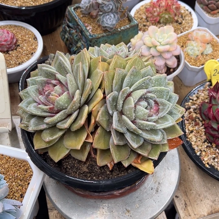 德国香槟 老桩 夏鸣园艺