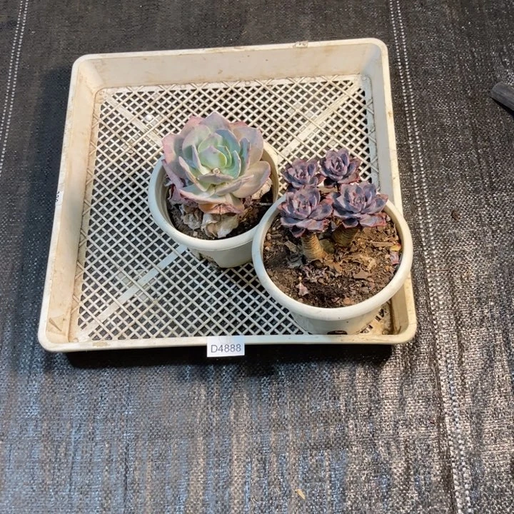 不包断框拍多肉4888