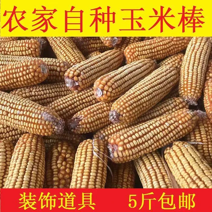 河南干玉米棒子可食用磨面仓鼠口粮真玉米老玉米棒兔兔宠物磨牙棒