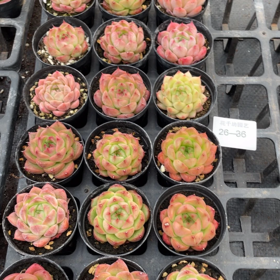 一物一拍18棵26-36