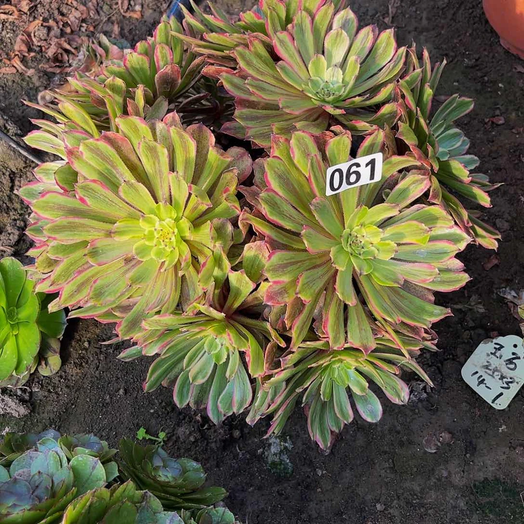 粉袋法师14-1%包邮法师