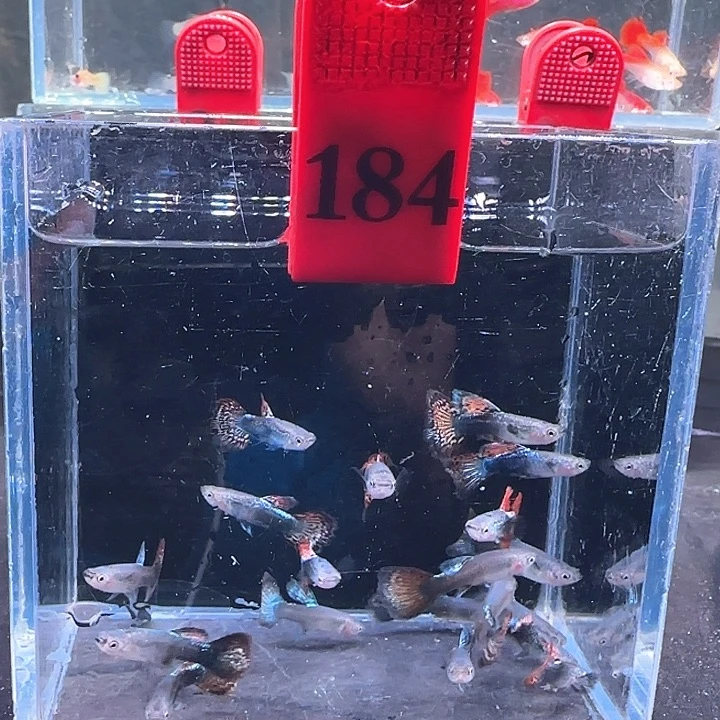 孔雀鱼184号，20条