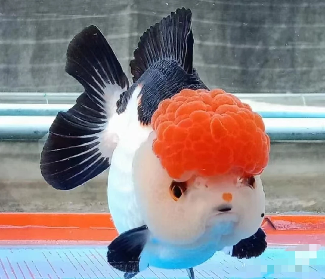 进口玛丽改价专业用拍前与主播沟通，仅包活到手，无开箱视频不售后