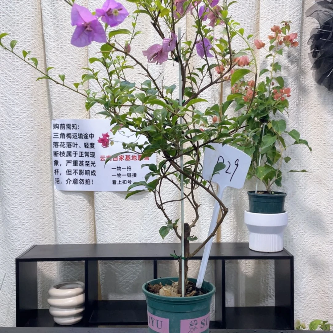 崇***＞大量花朵（建议范围：8朵-15朵 或40%以上）巴西紫D29