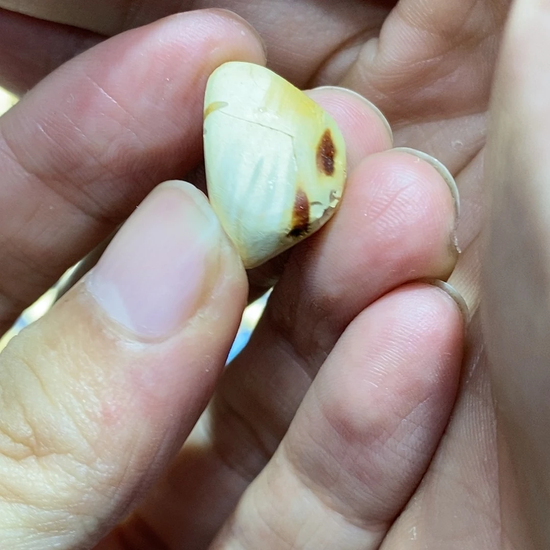 定制蜜蜡未镶嵌渐*原石