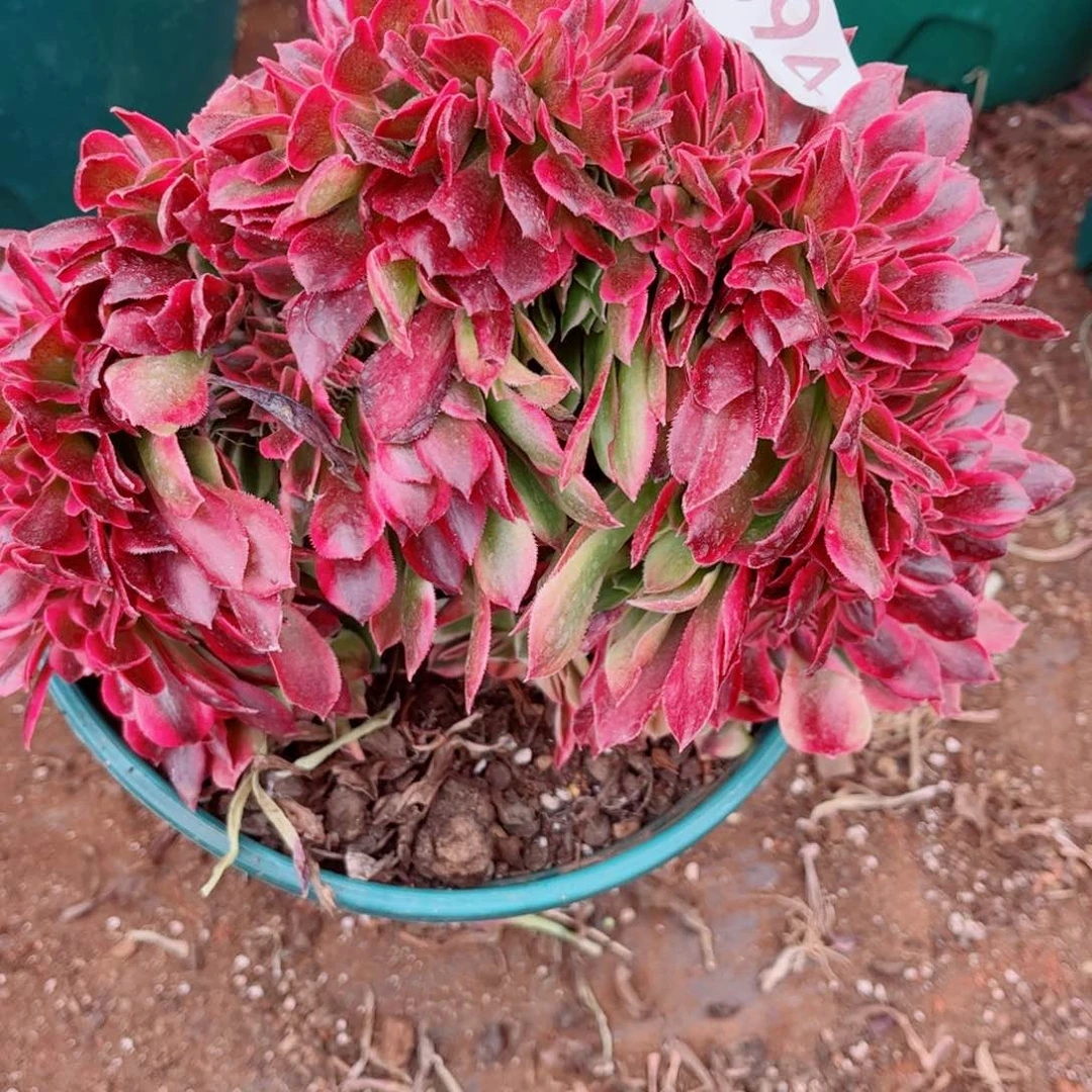 多肉植物894洛神