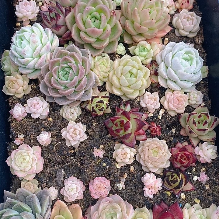 26 多肉植物盆栽花卉植物