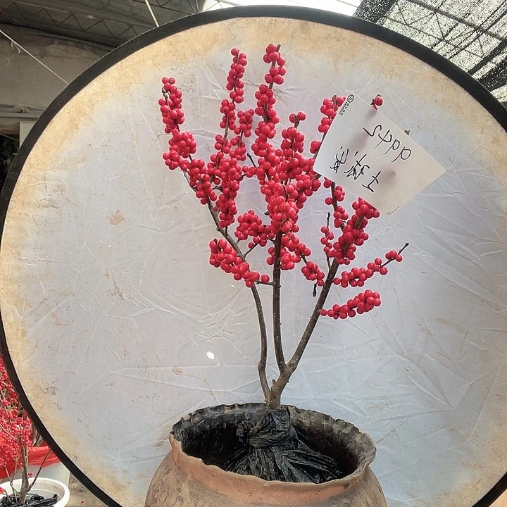 无花朵土球发货 东红福利
