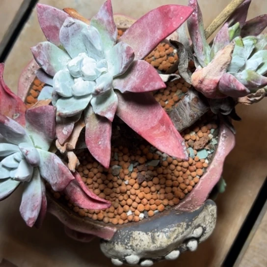 吾*谢谢哥，一物一拍