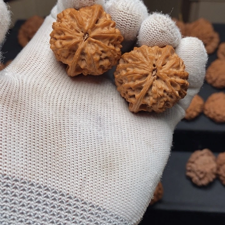 把件文玩核桃6***@秦岭野生一只虎