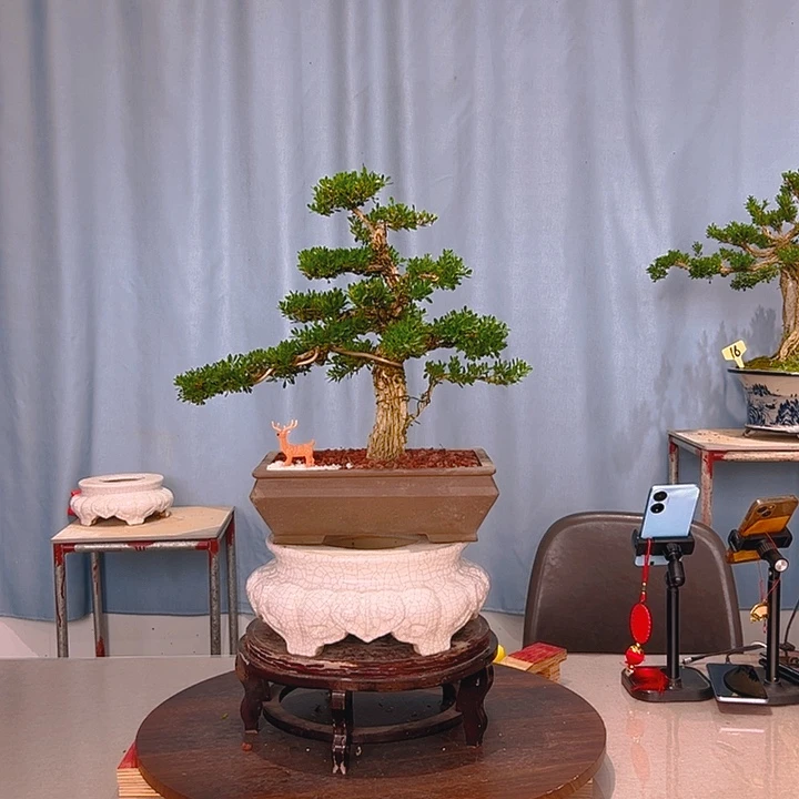 无花朵广东皱皮雀舌黄杨