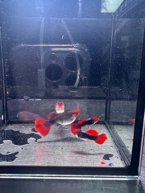 深海蓝贵族短体孔雀鱼小型淡水热带观赏鱼好养耐活可繁殖