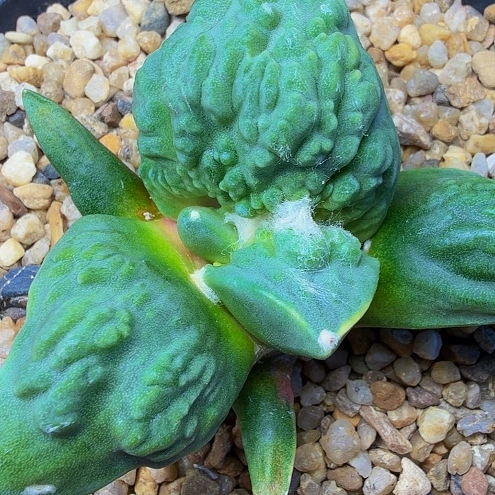 大型血怒带锦小苗