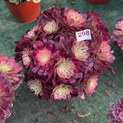 在**方208铜壶锦朵朵多肉，