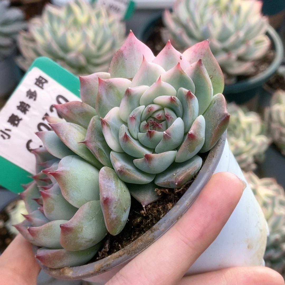 720锦锦锦锦锦锦锦