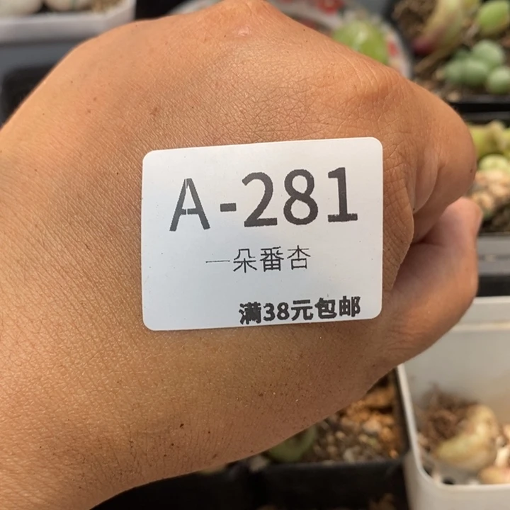 用****516866969999999999999